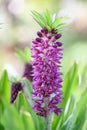 Pineapple flower Eucomis comosa Leia , purple flowers Royalty Free Stock Photo